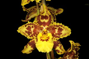 Oncidium N.R. Orchid Lane FCC/AOS 91 pts.